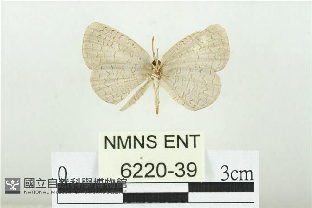 Accession Number:006220-00039 Collection Image, Figure 2, Total 3 Figures