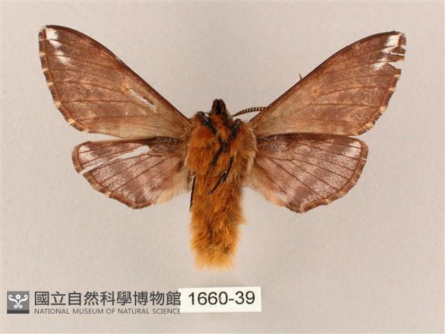 井上氏絨毛天蛾藏品圖，第2張