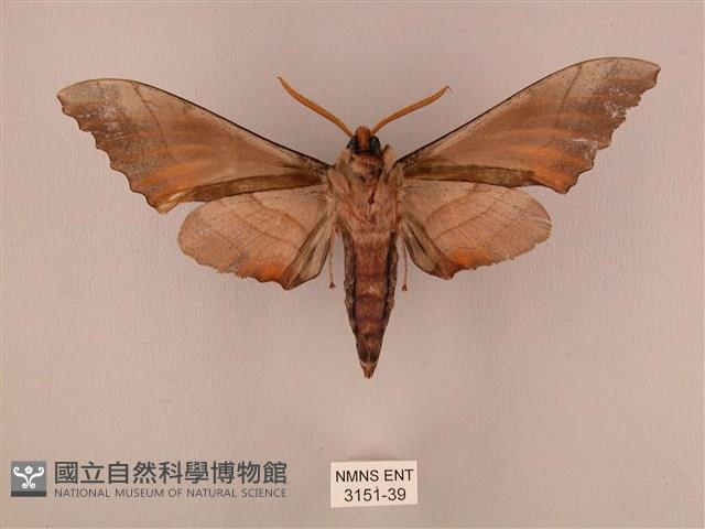 栗六點天蛾藏品圖，第2張