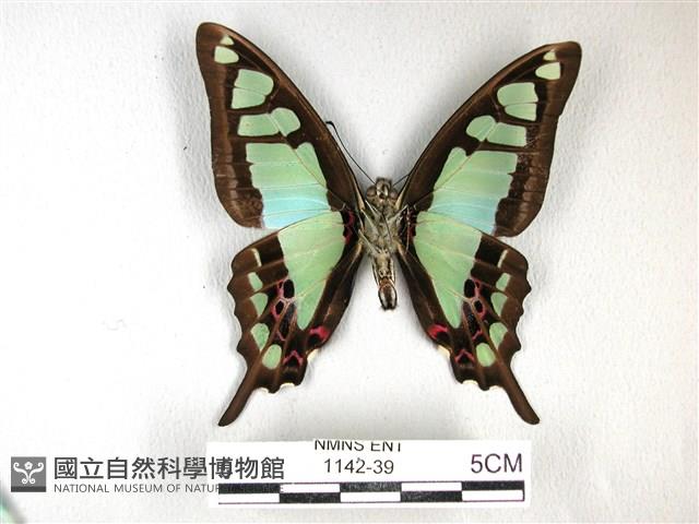 寬帶青鳳蝶藏品圖，第2張