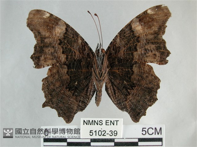 琉璃蛺蝶藏品圖，第2張