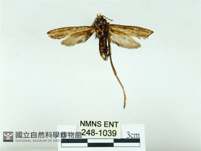 長腳大織蛾藏品圖，第2張