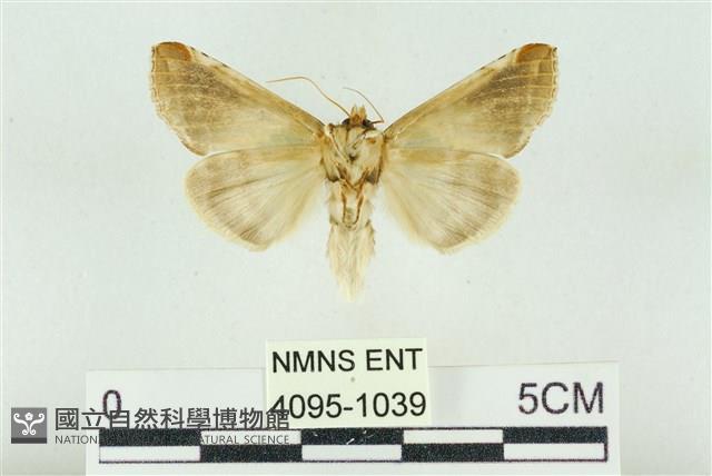 印華波紋蛾藏品圖，第2張