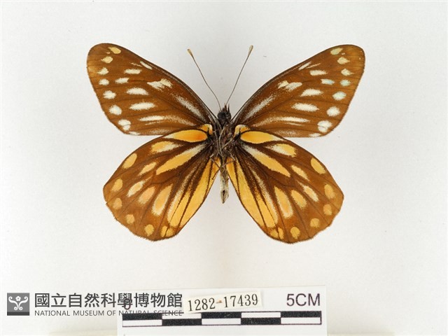 黃裙豔粉蝶藏品圖，第2張