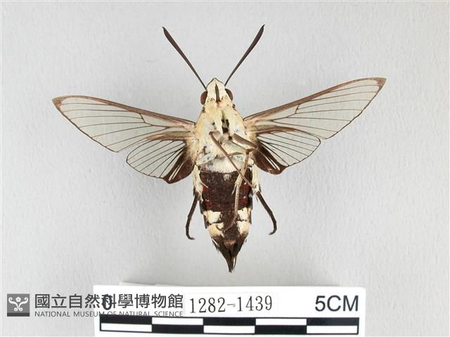 大透翅天蛾藏品圖，第2張