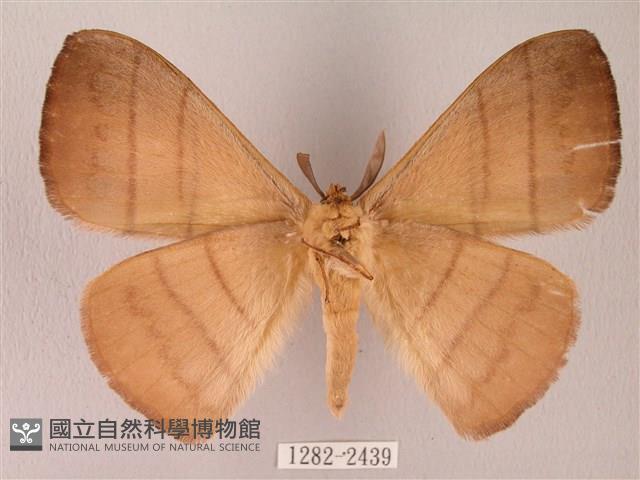 黑胸帶蛾藏品圖，第2張