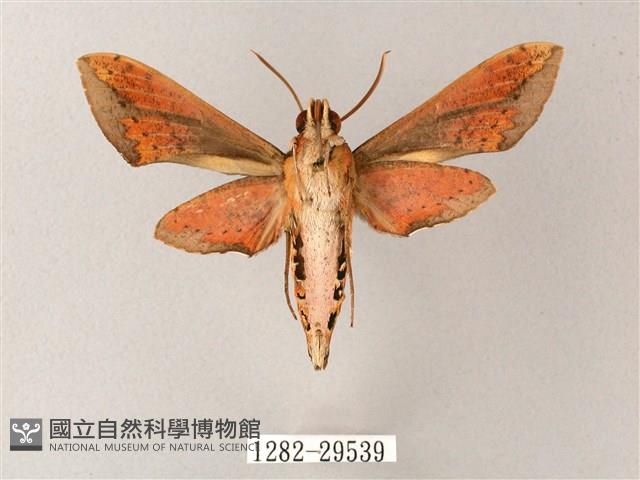 臺灣白肩天蛾藏品圖，第2張