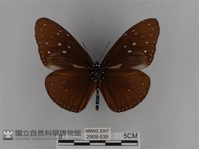 異紋紫斑蝶藏品圖，第2張