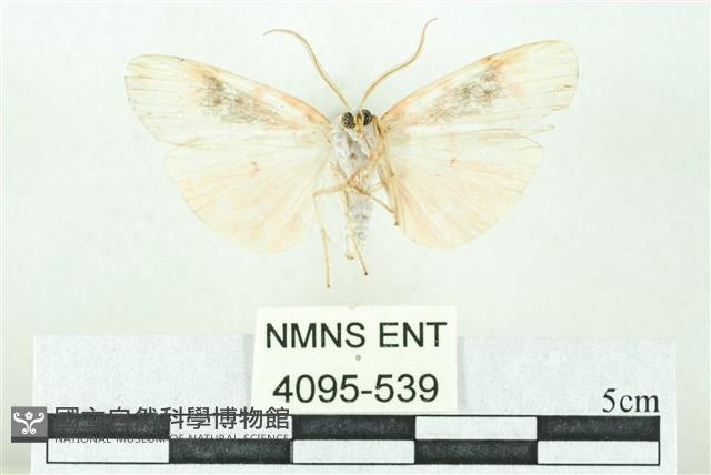 臺雪苔蛾藏品圖，第2張