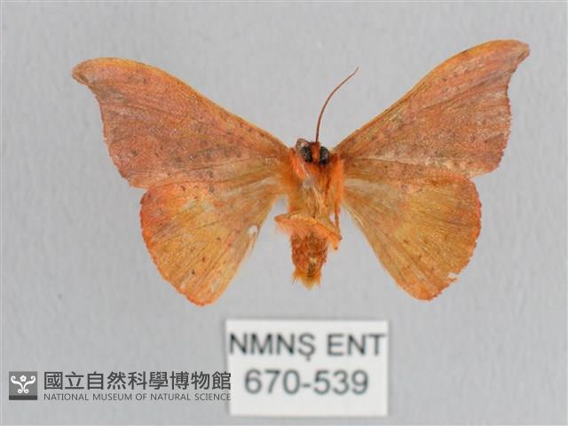 銀端帶鉤蛾藏品圖，第2張