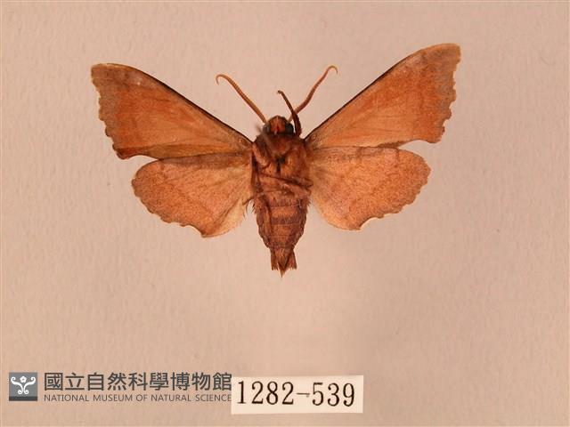 楓天蛾藏品圖，第2張