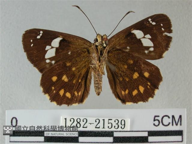 小星弄蝶藏品圖，第2張