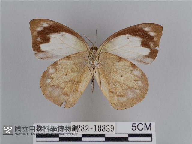 雲紋尖粉蝶藏品圖，第2張