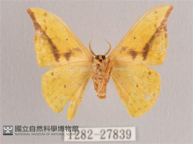 黃鉤蛾藏品圖，第2張