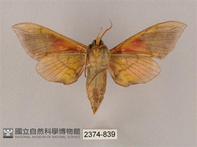 榆綠天蛾藏品圖，第2張