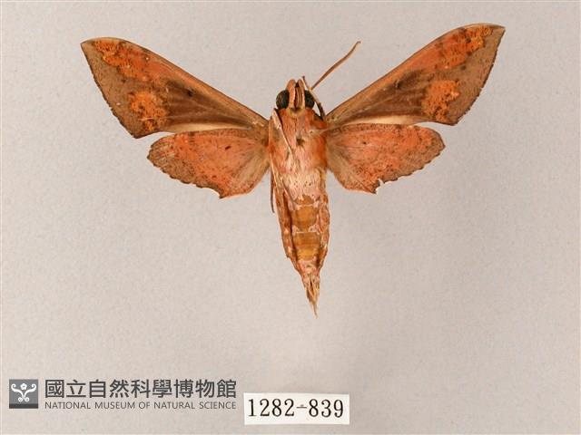 雙斑白肩天蛾藏品圖，第2張