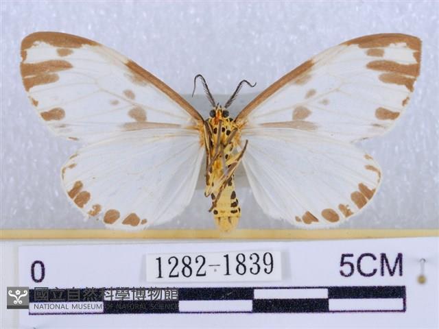 後凸蝶燈蛾藏品圖，第2張