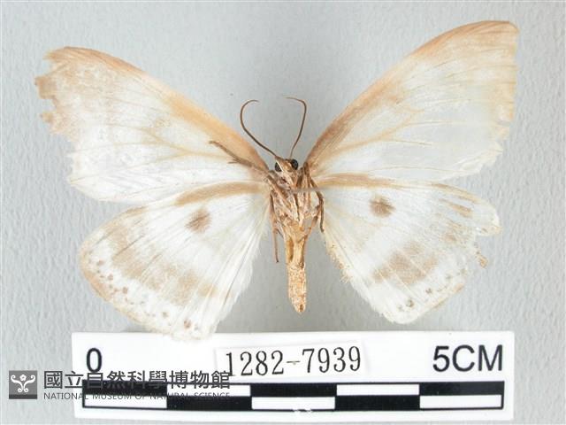 圓翅大鉤蛾藏品圖，第2張