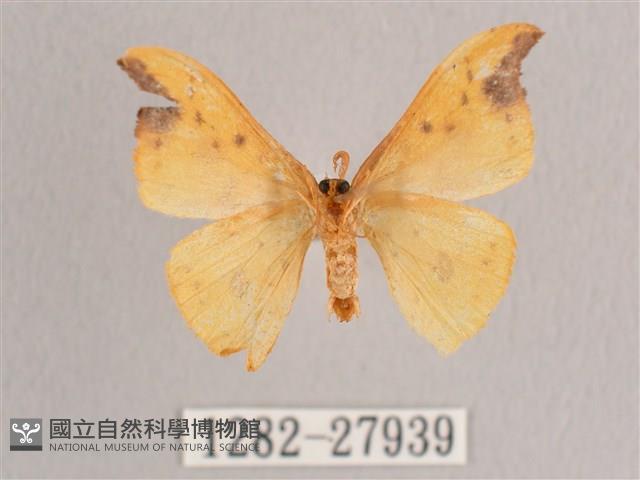 銀斑黃鉤蛾藏品圖，第2張