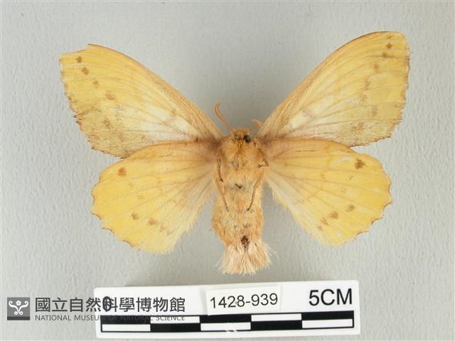 青枯葉蛾藏品圖，第2張