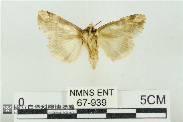 連珠波紋蛾藏品圖，第2張