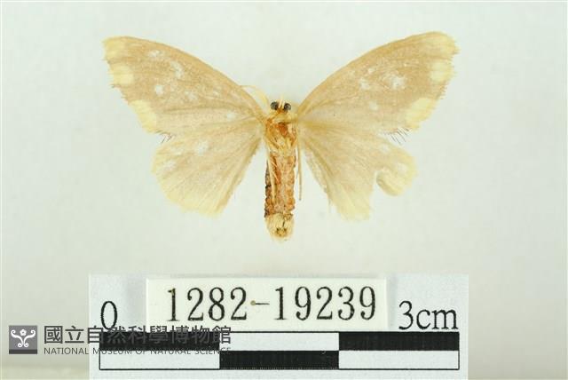 黑翅黃毒蛾藏品圖，第2張