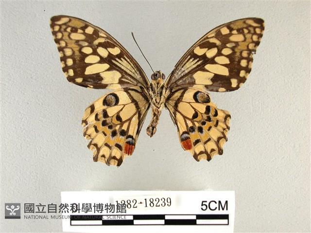 花鳳蝶、無尾鳳蝶藏品圖，第2張