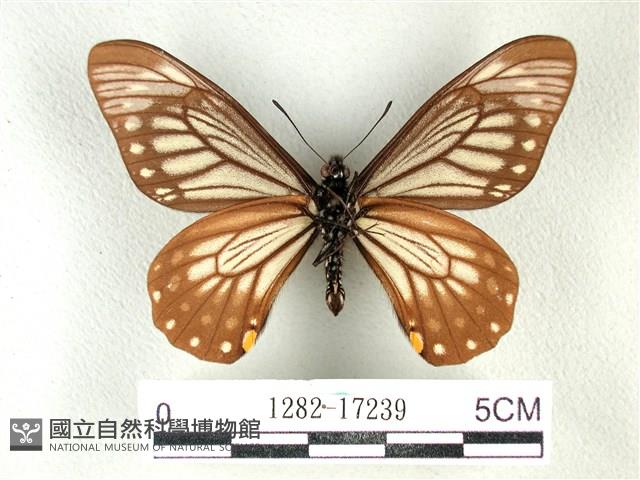 黃星斑鳳蝶藏品圖，第2張