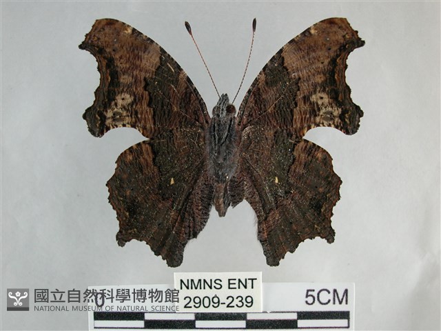 琉璃蛺蝶藏品圖，第2張