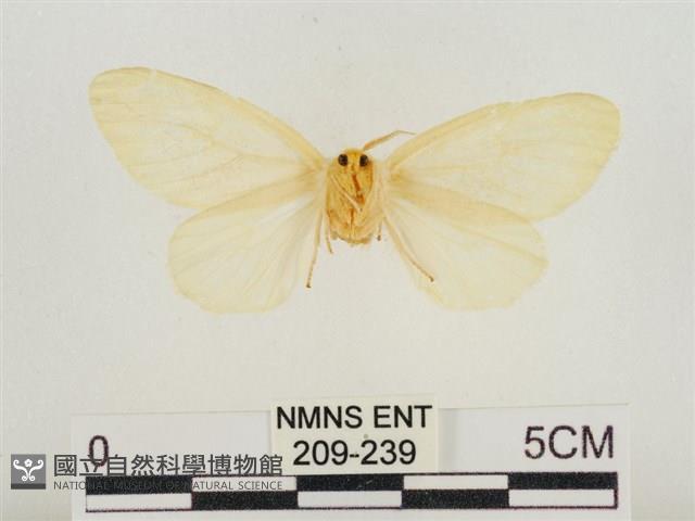 榕透翅毒蛾藏品圖，第2張