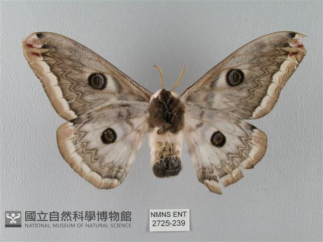 四黑目天蠶蛾藏品圖，第2張