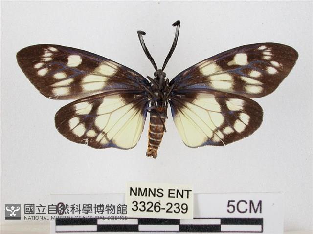 蓬萊茶斑蛾藏品圖，第2張