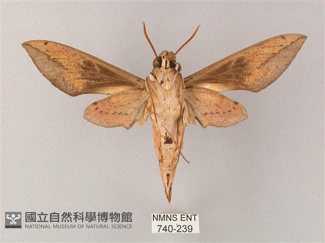 藏斜紋天蛾藏品圖，第2張