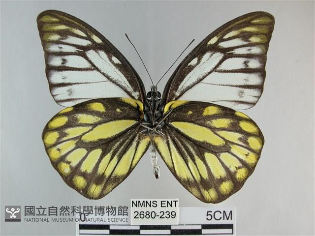 鋸粉蝶藏品圖，第2張