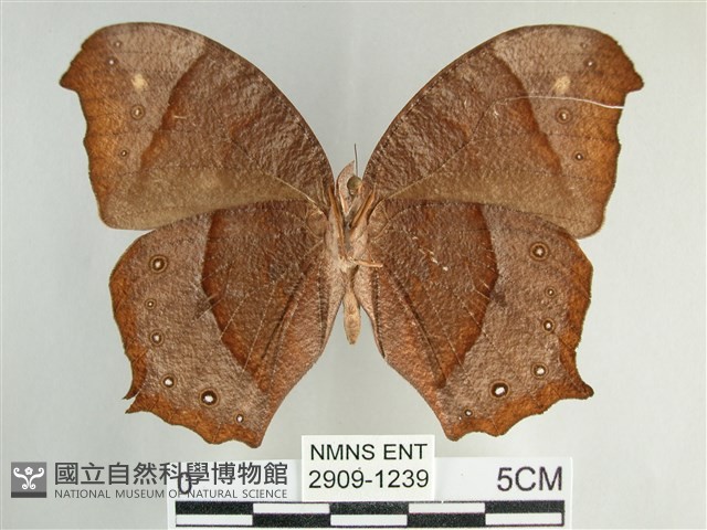 森林暮眼蝶、黑樹蔭蝶藏品圖，第2張