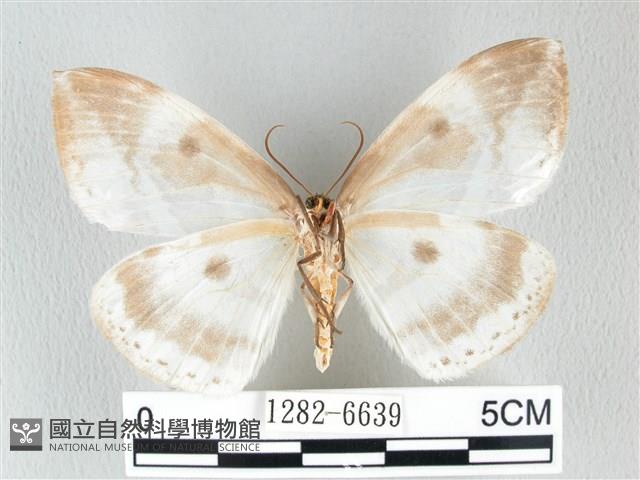 圓翅大鉤蛾藏品圖，第2張