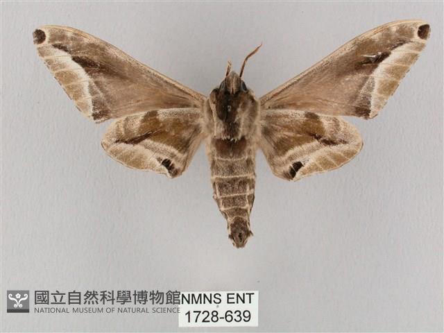 白點天蛾 藏品圖，第2張