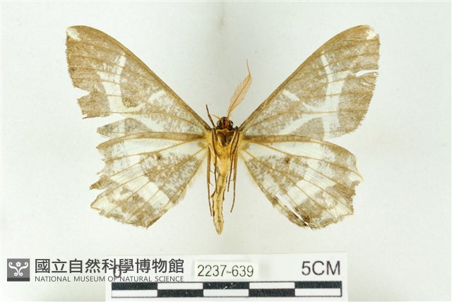 樹形尺蛾藏品圖，第2張