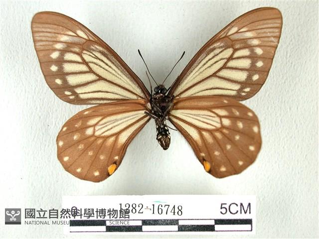 黃星斑鳳蝶藏品圖，第2張