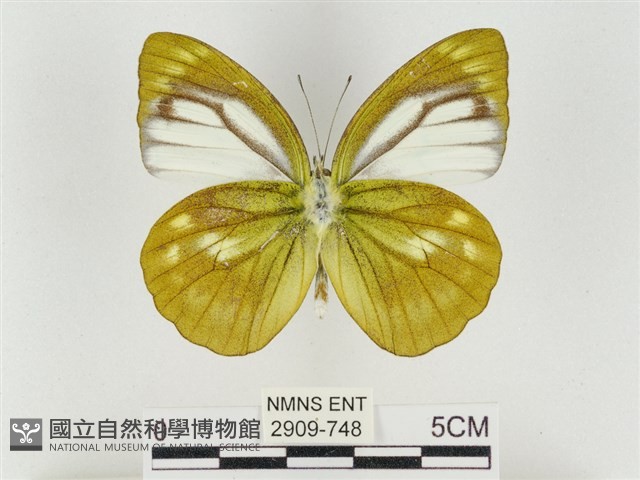淡褐脈粉蝶藏品圖，第2張