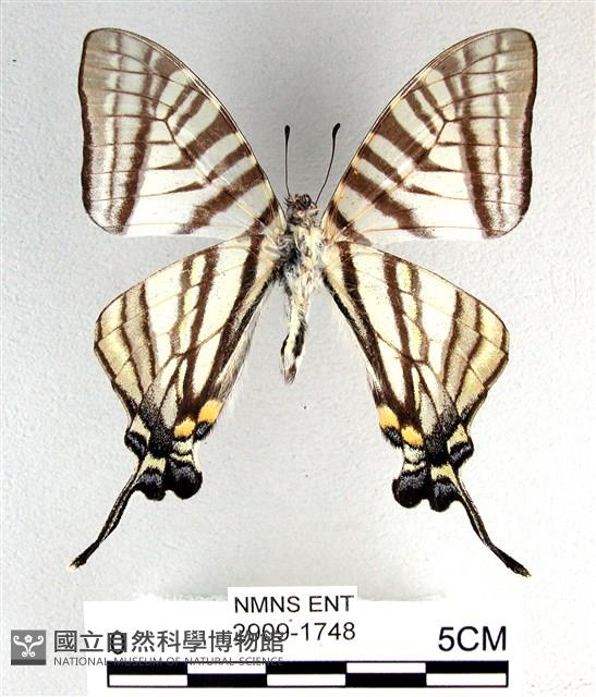 劍鳳蝶藏品圖，第2張