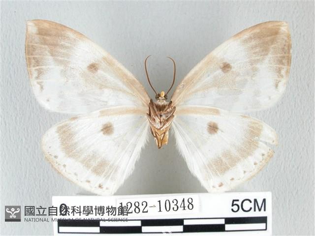 圓翅大鉤蛾藏品圖，第2張
