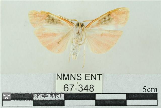 臺雪苔蛾藏品圖，第2張