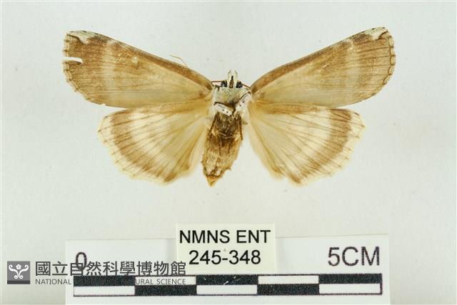 臺洒波紋蛾藏品圖，第2張