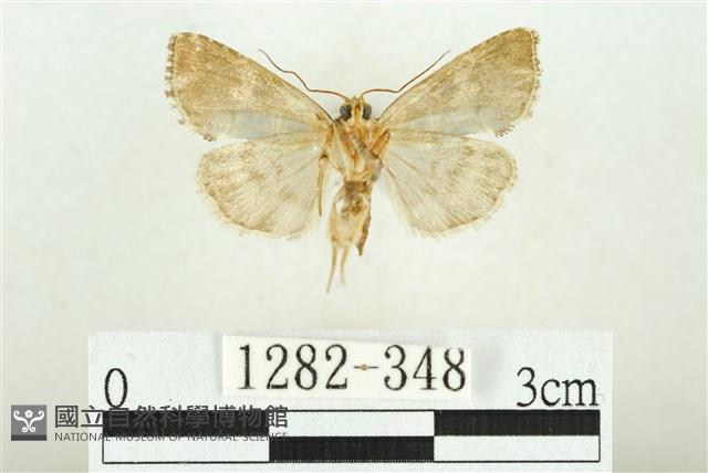 白斑散紋夜蛾藏品圖，第2張