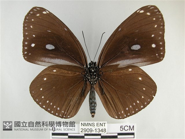 圓翅紫斑蝶藏品圖，第2張