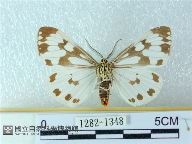 粉蝶燈蛾藏品圖，第2張