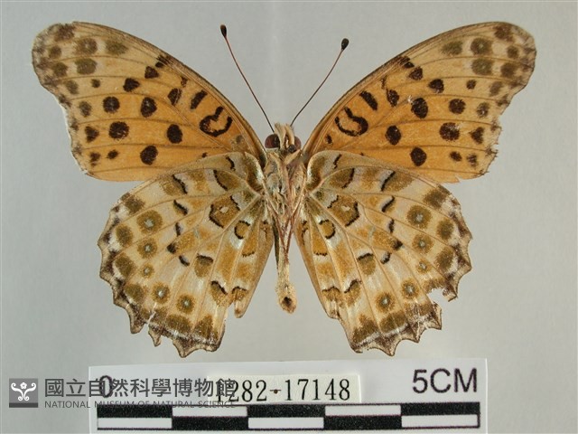 斐豹蛺蝶藏品圖，第2張