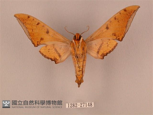 裂斑鷹翅天蛾藏品圖，第2張