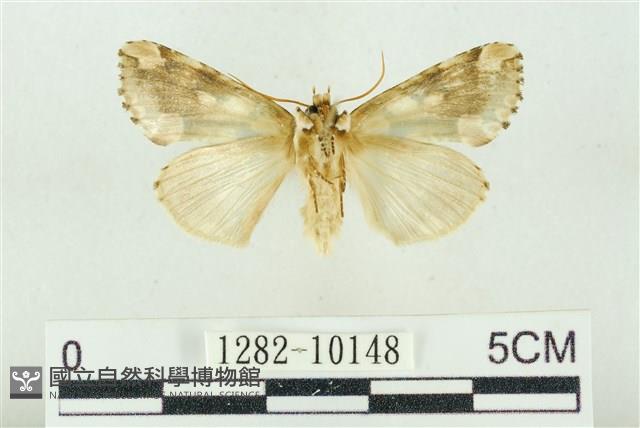 連珠波紋蛾藏品圖，第2張